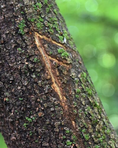 Billede af rune indgraveret i et træ