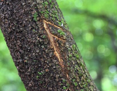 Billede af rune indgraveret i et træ
