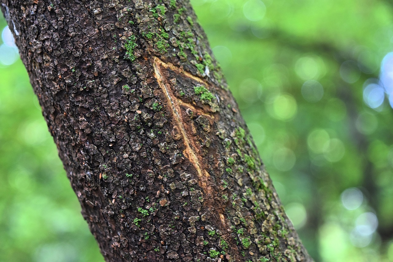 Billede af rune indgraveret i et træ